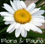 Flora & Fauna